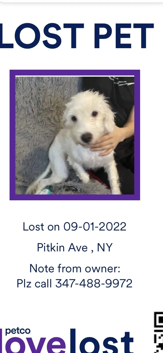Lost dog in Brooklyn, NY, 11207