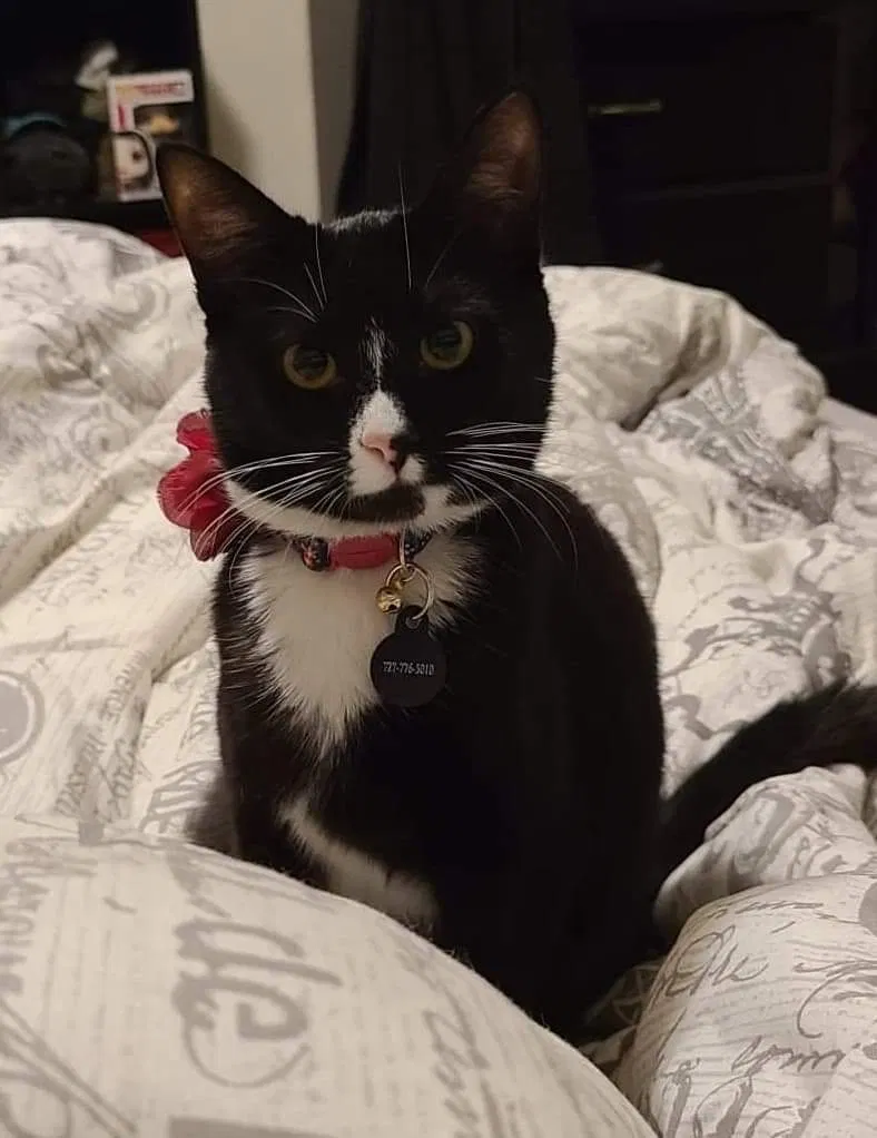Lost cat in Wahiawa, HI, 96786