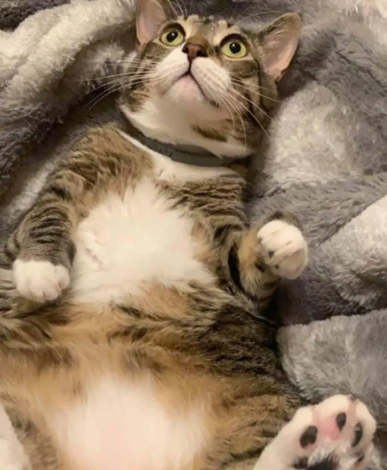 Lost cat in Rainier, OR, 97048