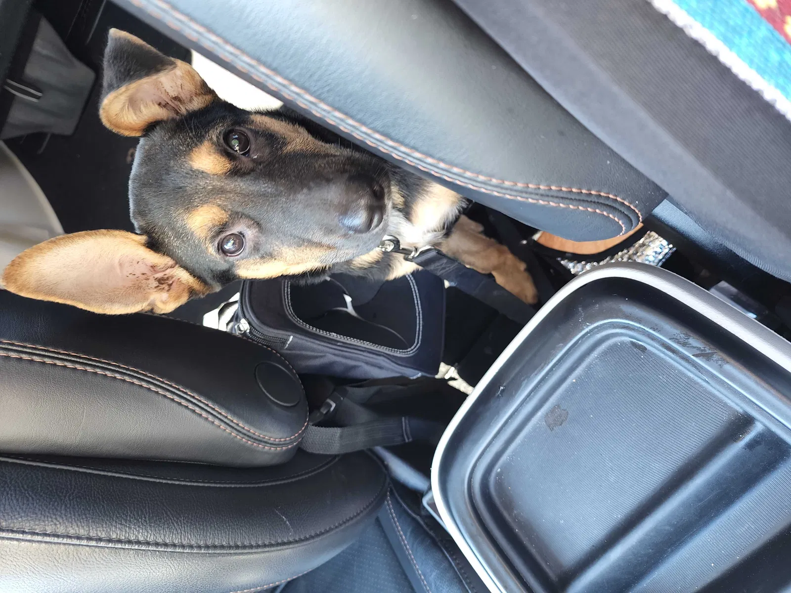 Found dog in Conroe, TX, 77385
