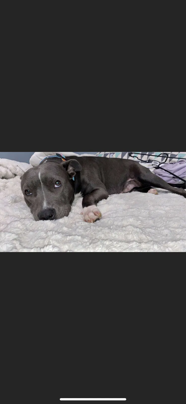Lost dog in O Fallon, MO, 63366