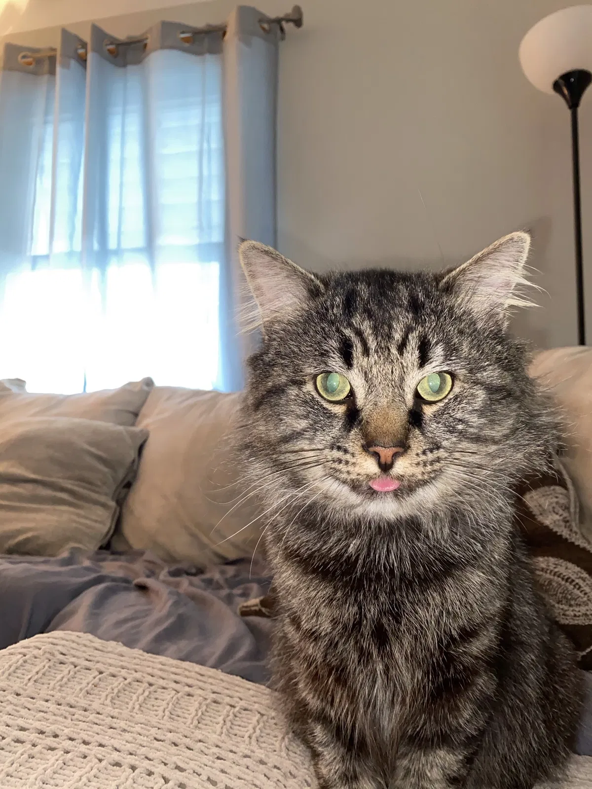Lost cat in Cleveland, OH, 44129