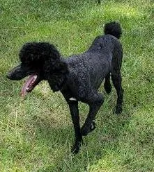 Lost dog in Fayetteville, NC, 28306