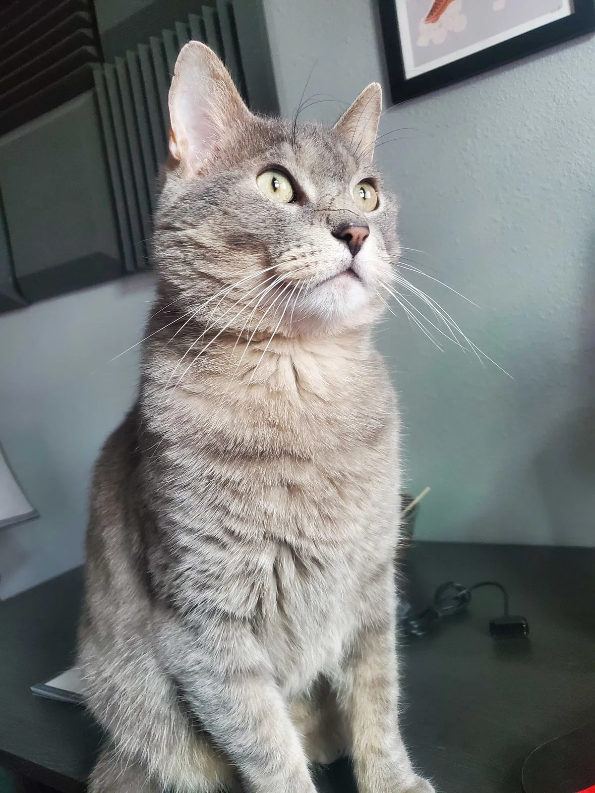 Lost cat in Milwaukee, WI, 53214
