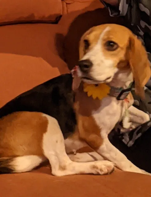 Lost dog in Land O Lakes, FL, 34638