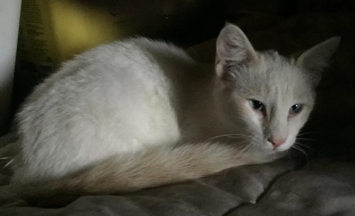Lost cat in Broken Arrow, OK, 74014
