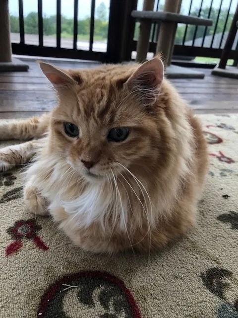 Lost cat in Paola, KS, 66071