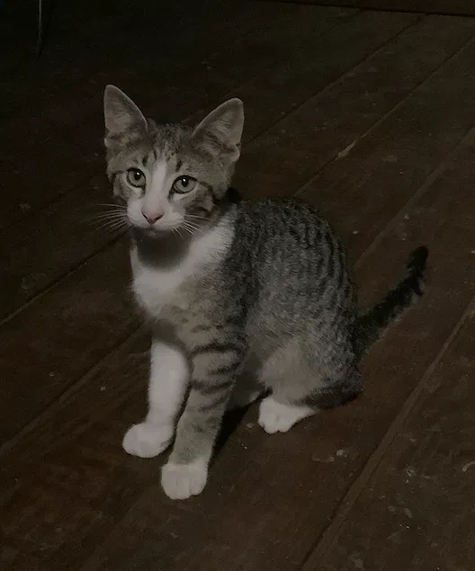 Lost cat in Broken Arrow, OK, 74014