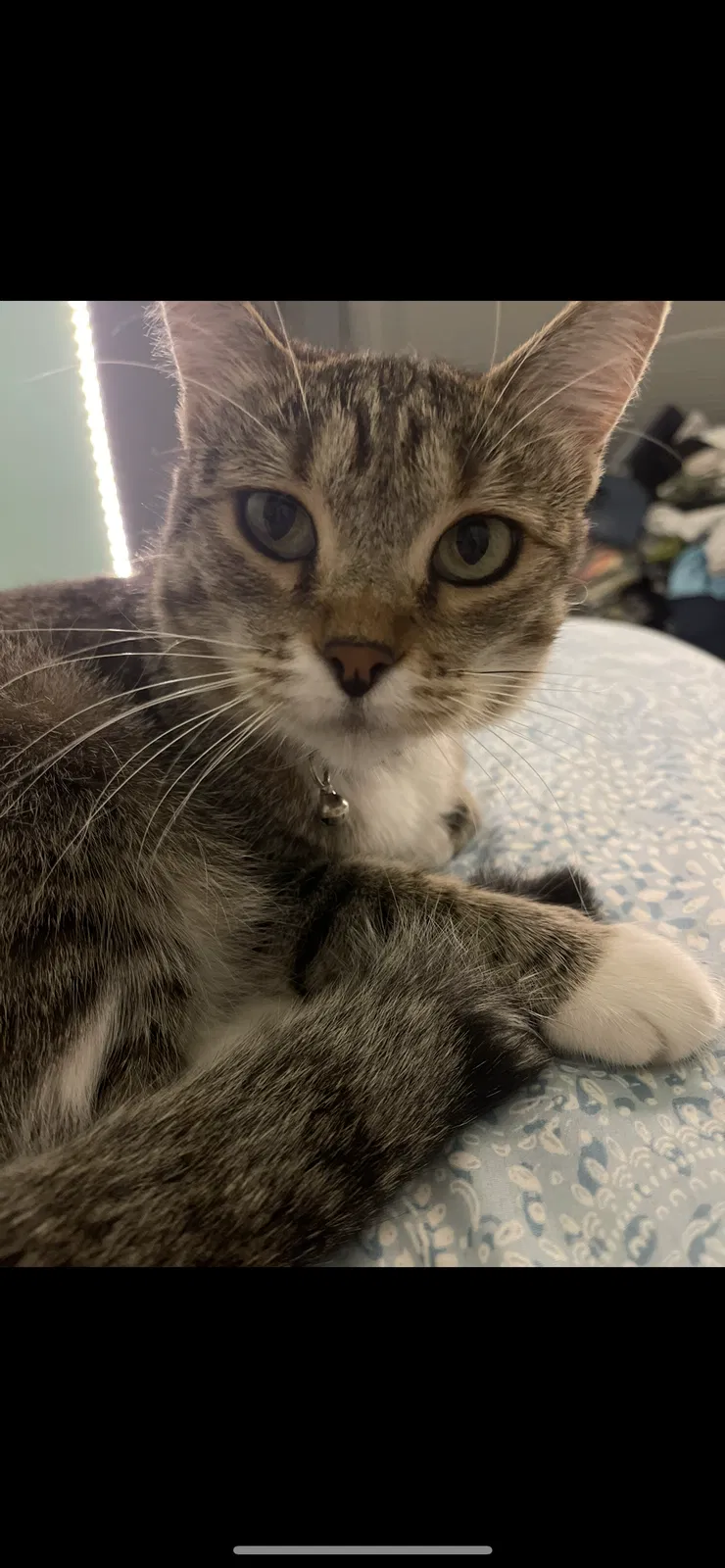 Lost cat in Tucson, AZ, 85730