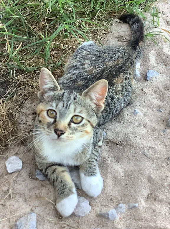 Lost cat in Broken Arrow, OK, 74014