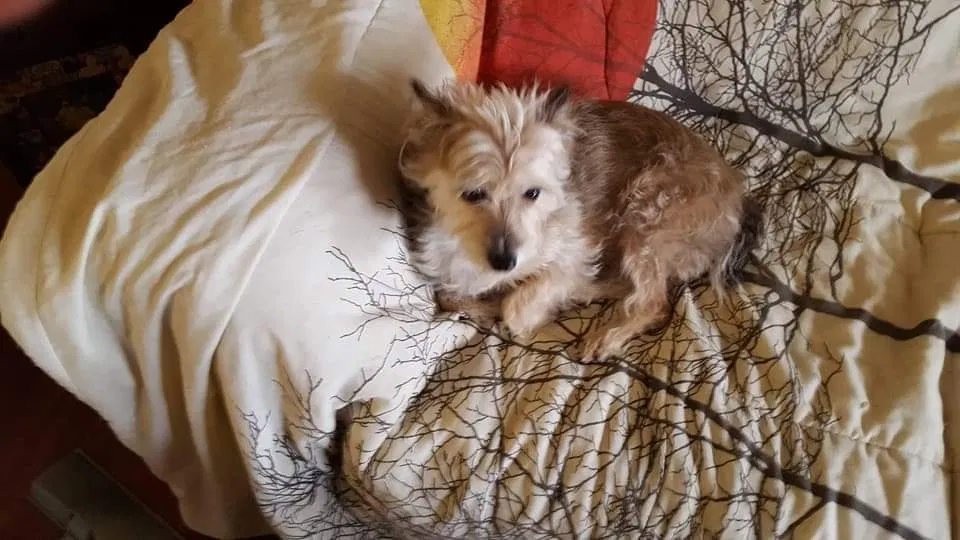 Lost dog in Columbus, OH, 43223