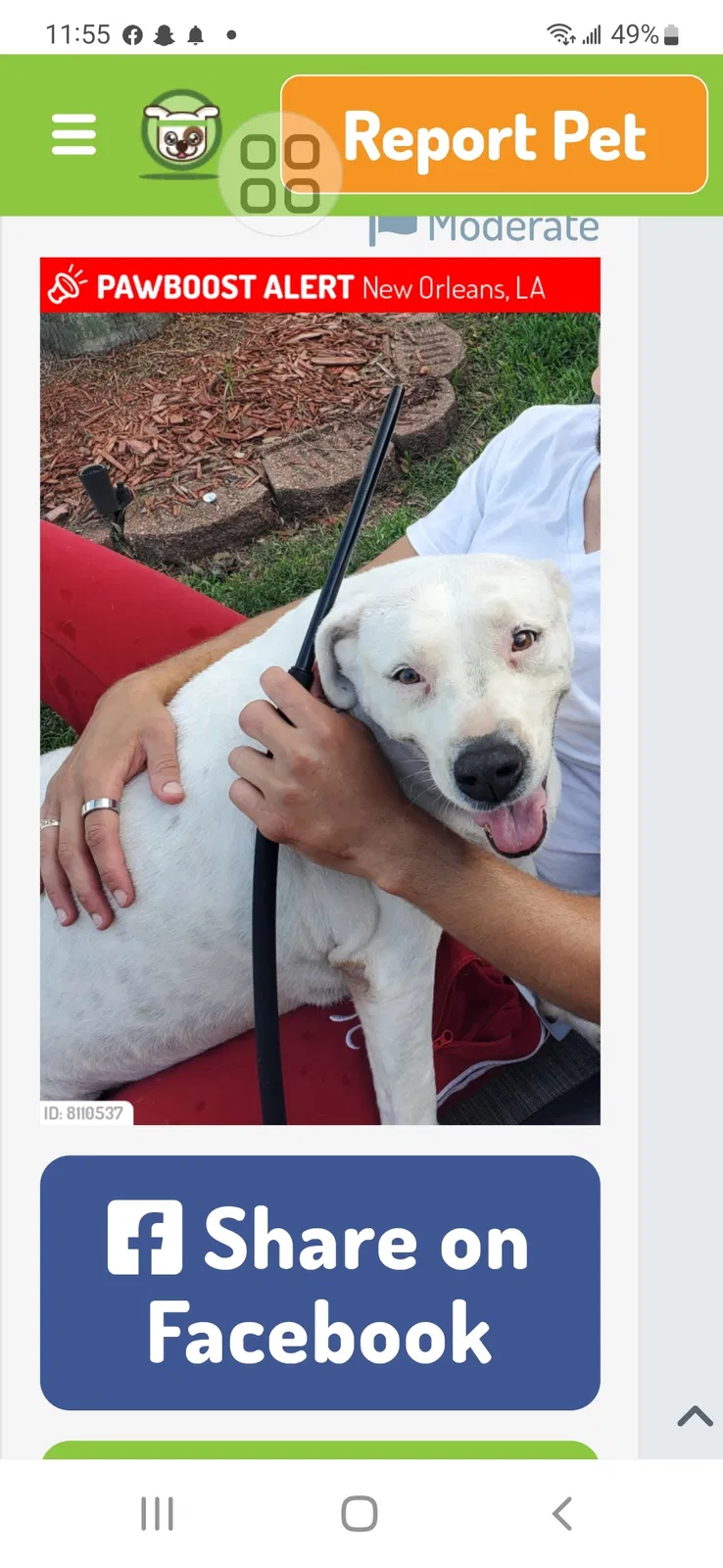 Lost dog in New Orleans, LA, 70126