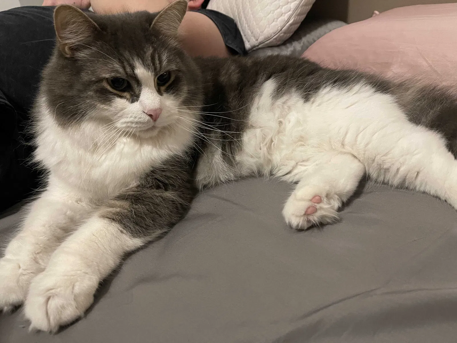 Lost cat in Quincy, MA, 2169