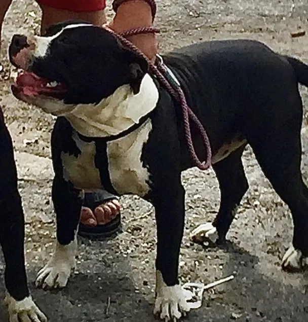 Lost dog in Miami, FL, 33142
