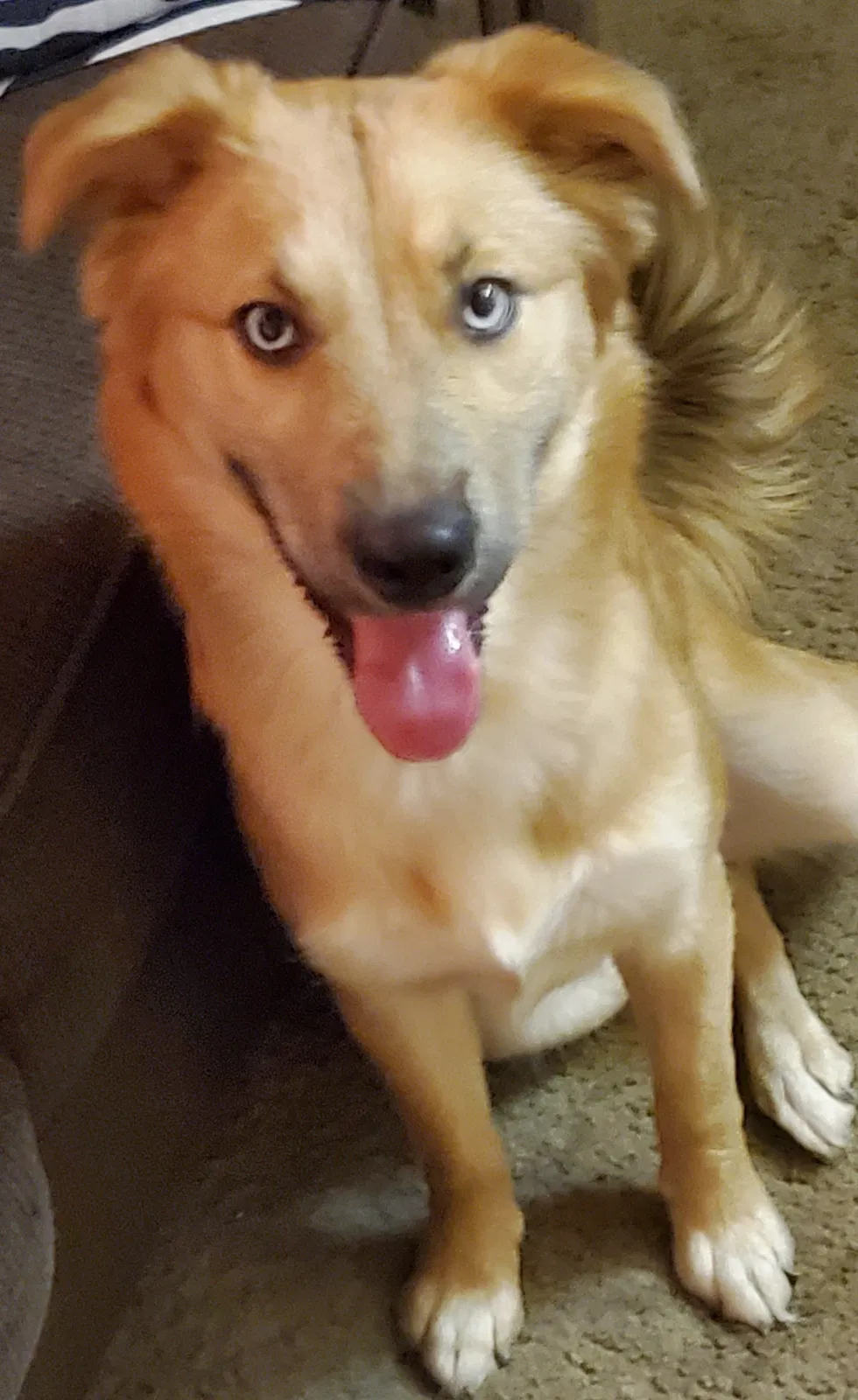 Found dog in Glendale, AZ, 85301