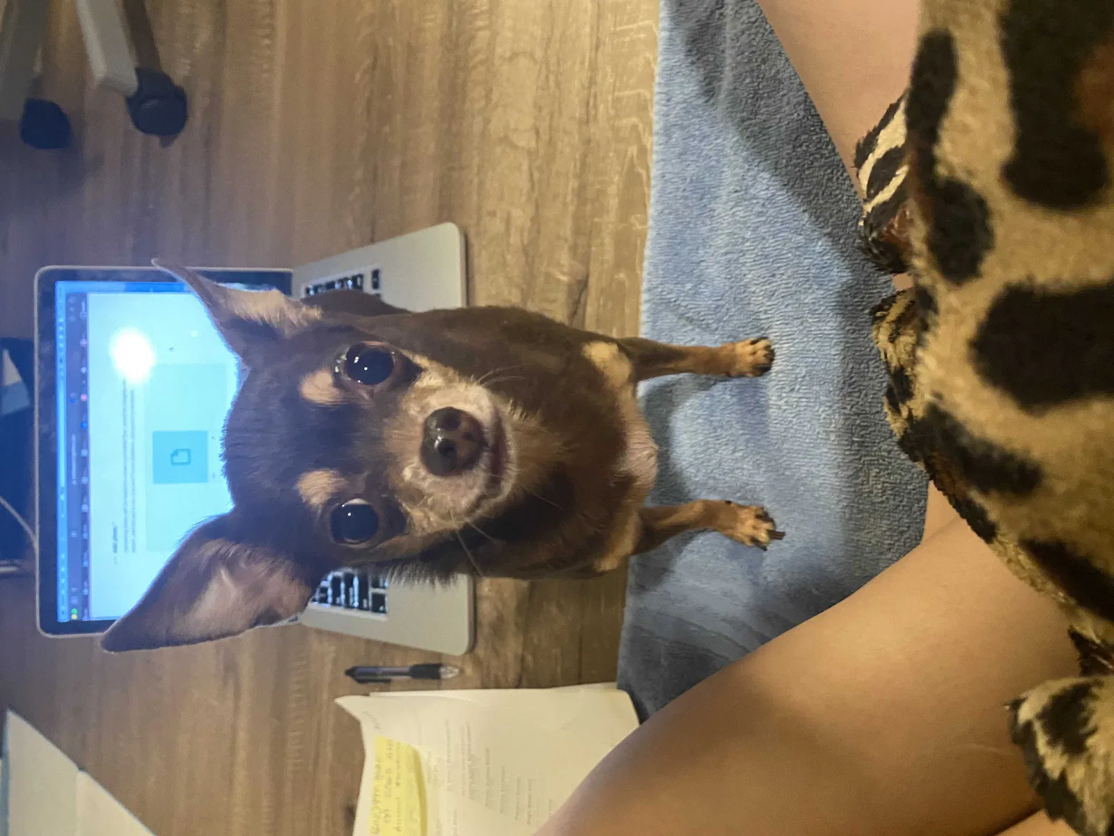 Found dog in Phoenix, AZ, 85051