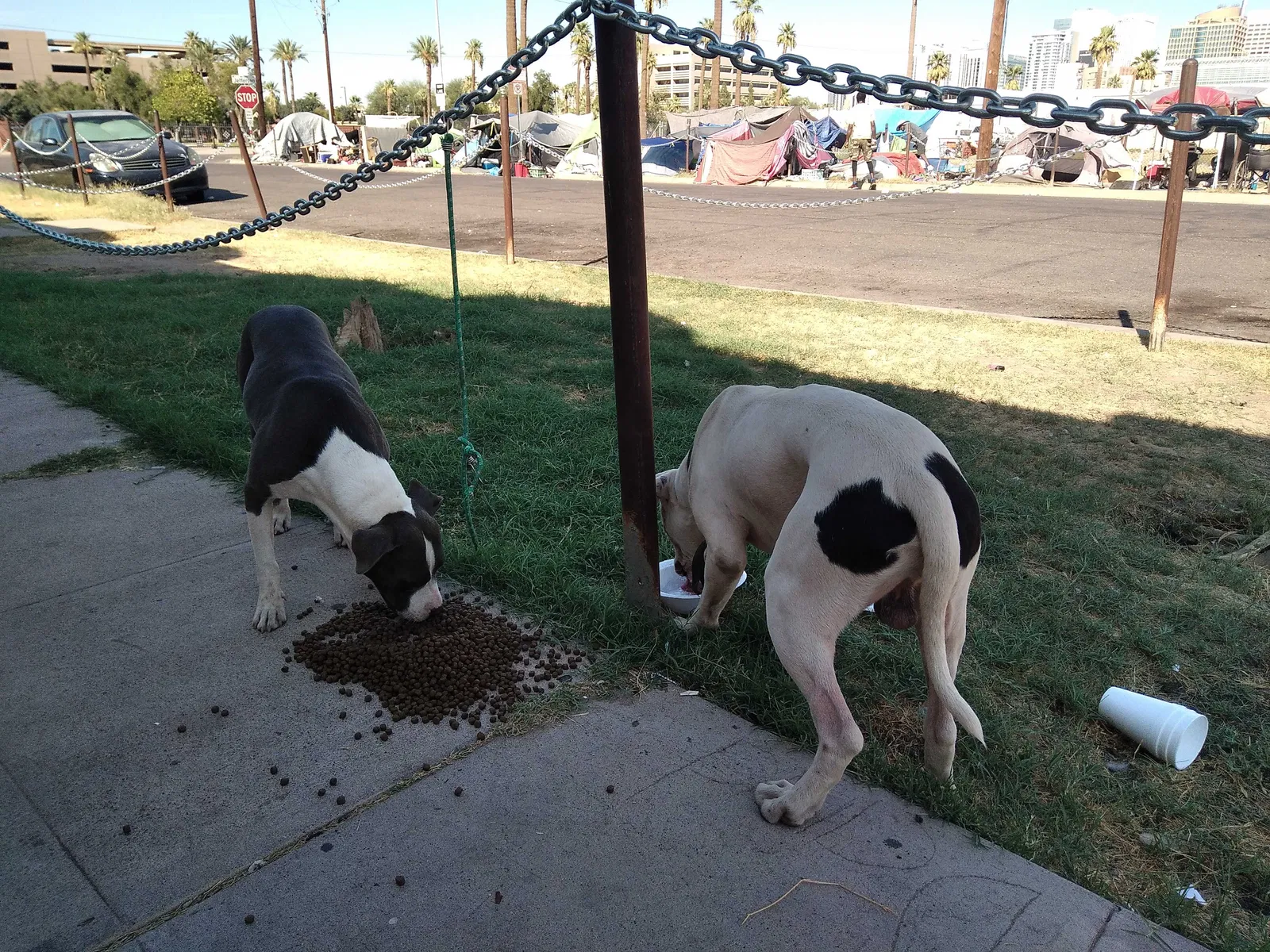 Found dog in Phoenix, AZ, 85007