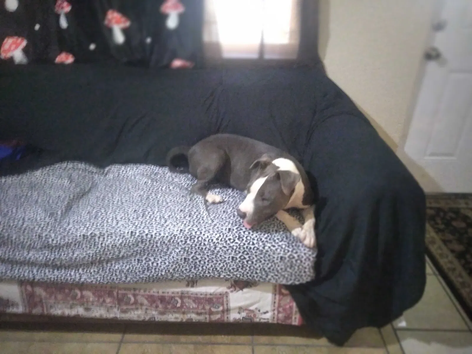 Found dog in Phoenix, AZ, 85007