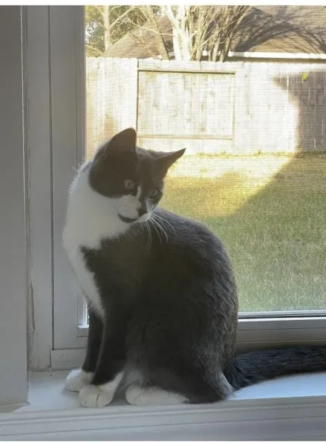 Lost cat in Katy, TX, 77450