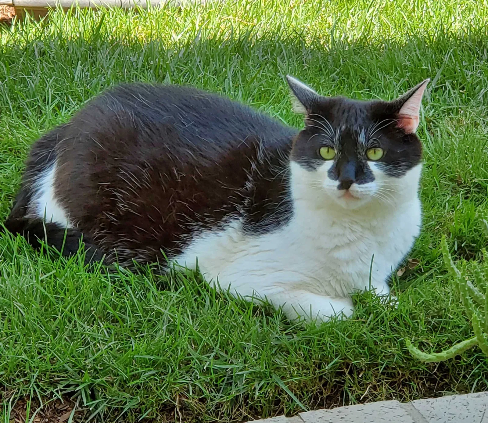 Lost cat in Trabuco Canyon, CA, 92679