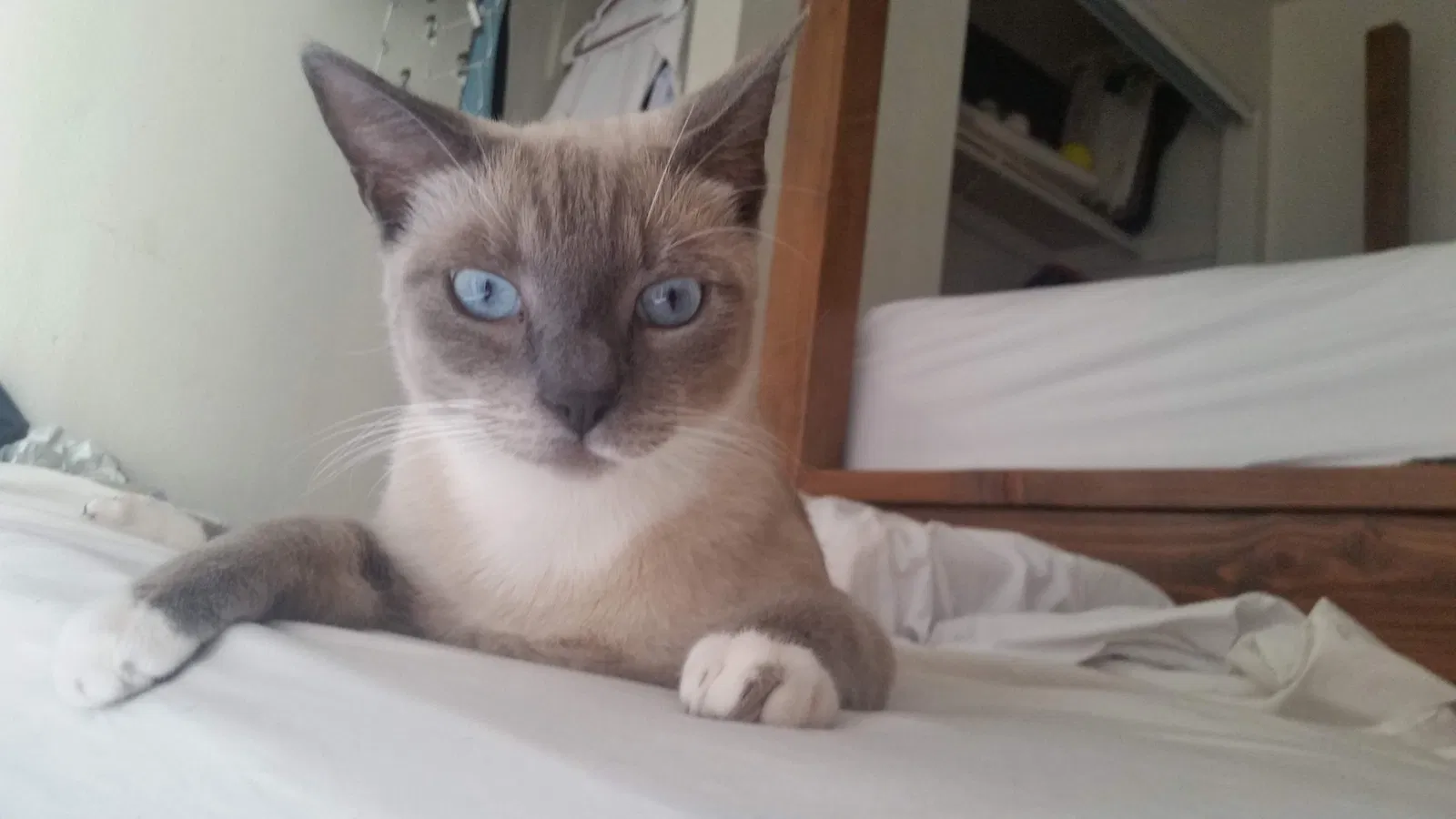Lost cat in Beaumont, CA, 92223