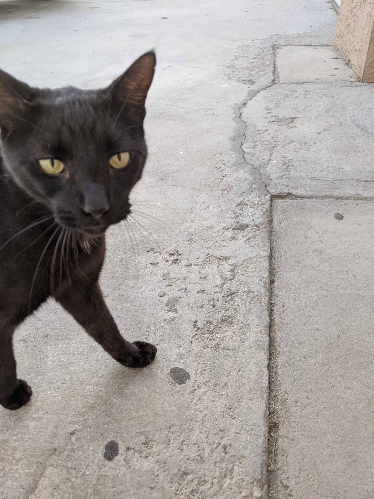 Lost cat in Beaumont, CA, 92223