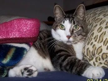Lost cat in Deltona, FL, 32738