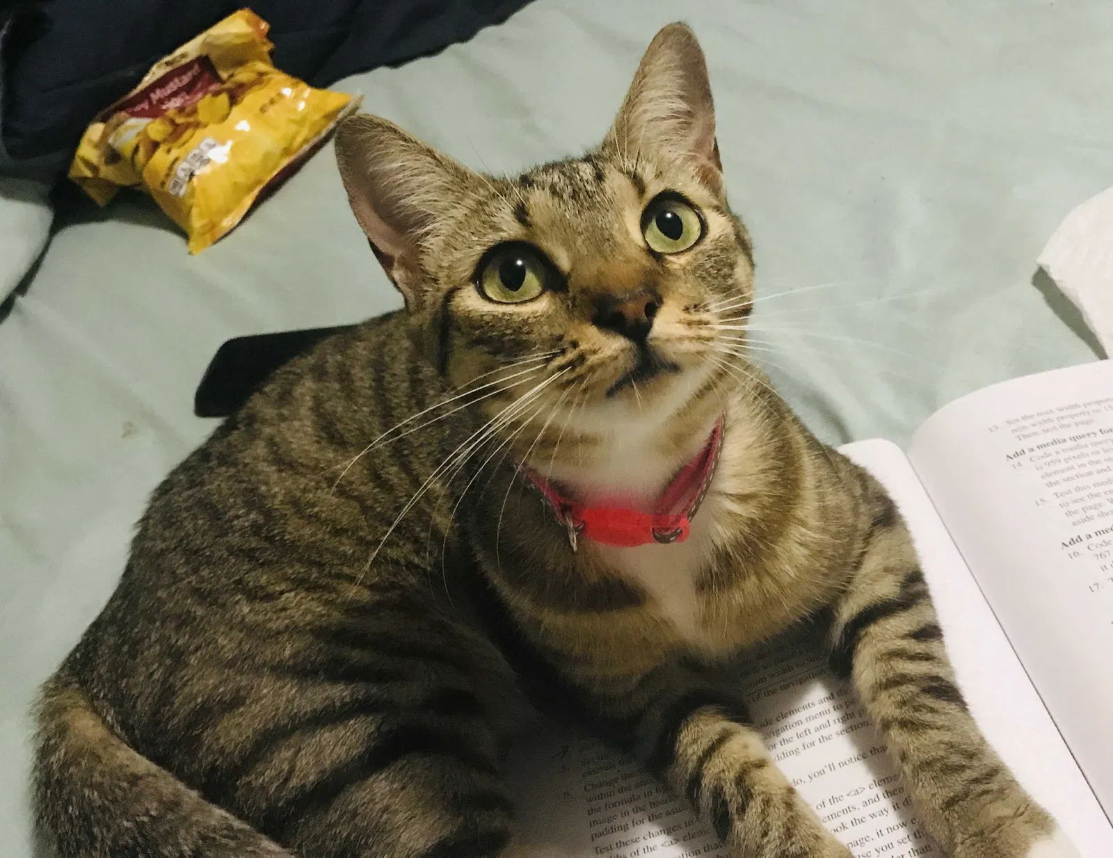 Lost cat in Deltona, FL, 32738