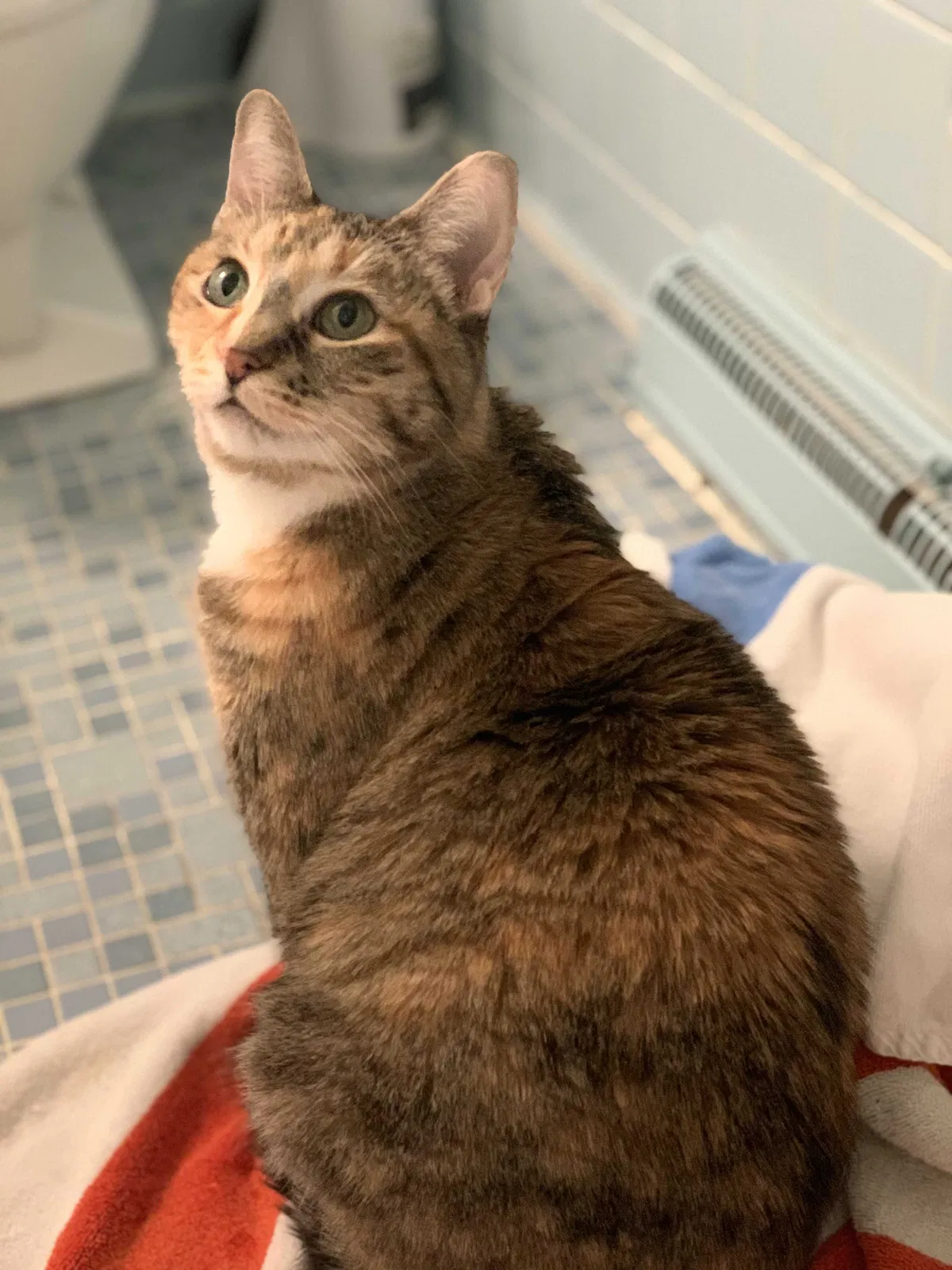 Lost cat in Greensboro, NC, 27406