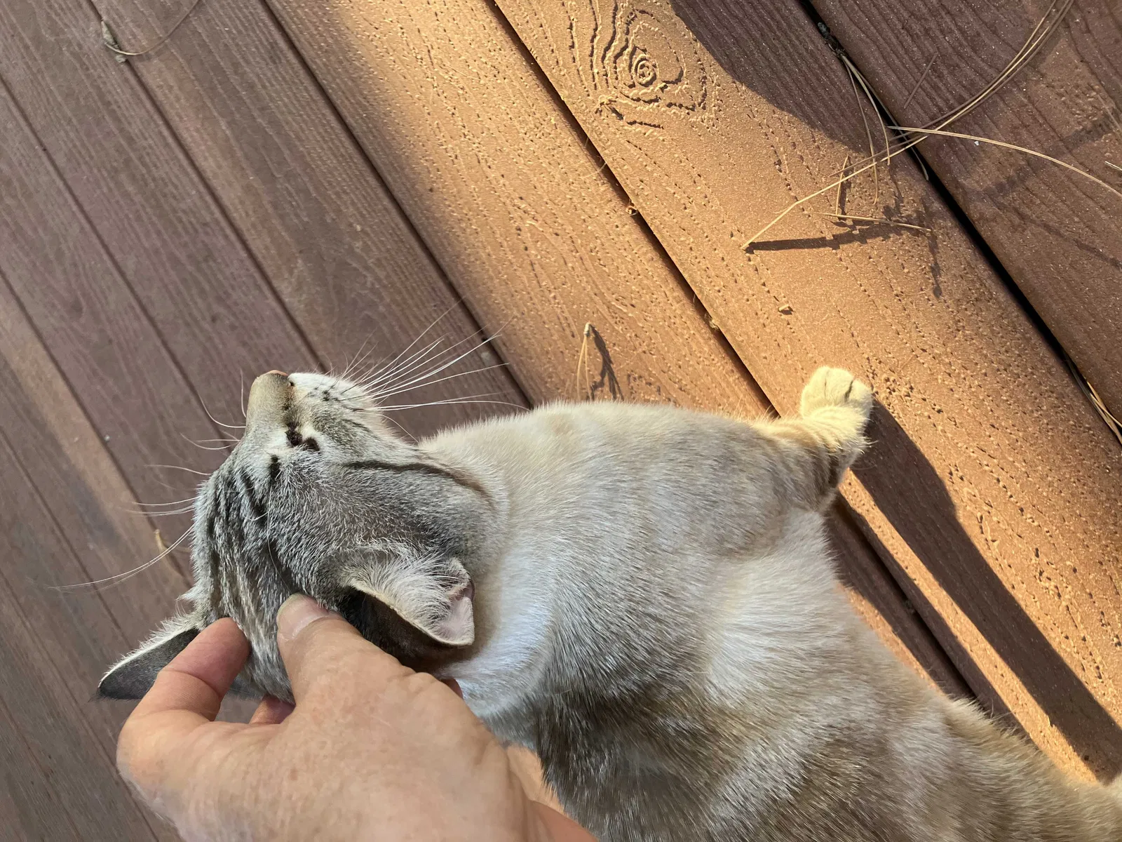 Found cat in Redding, CA, 96003