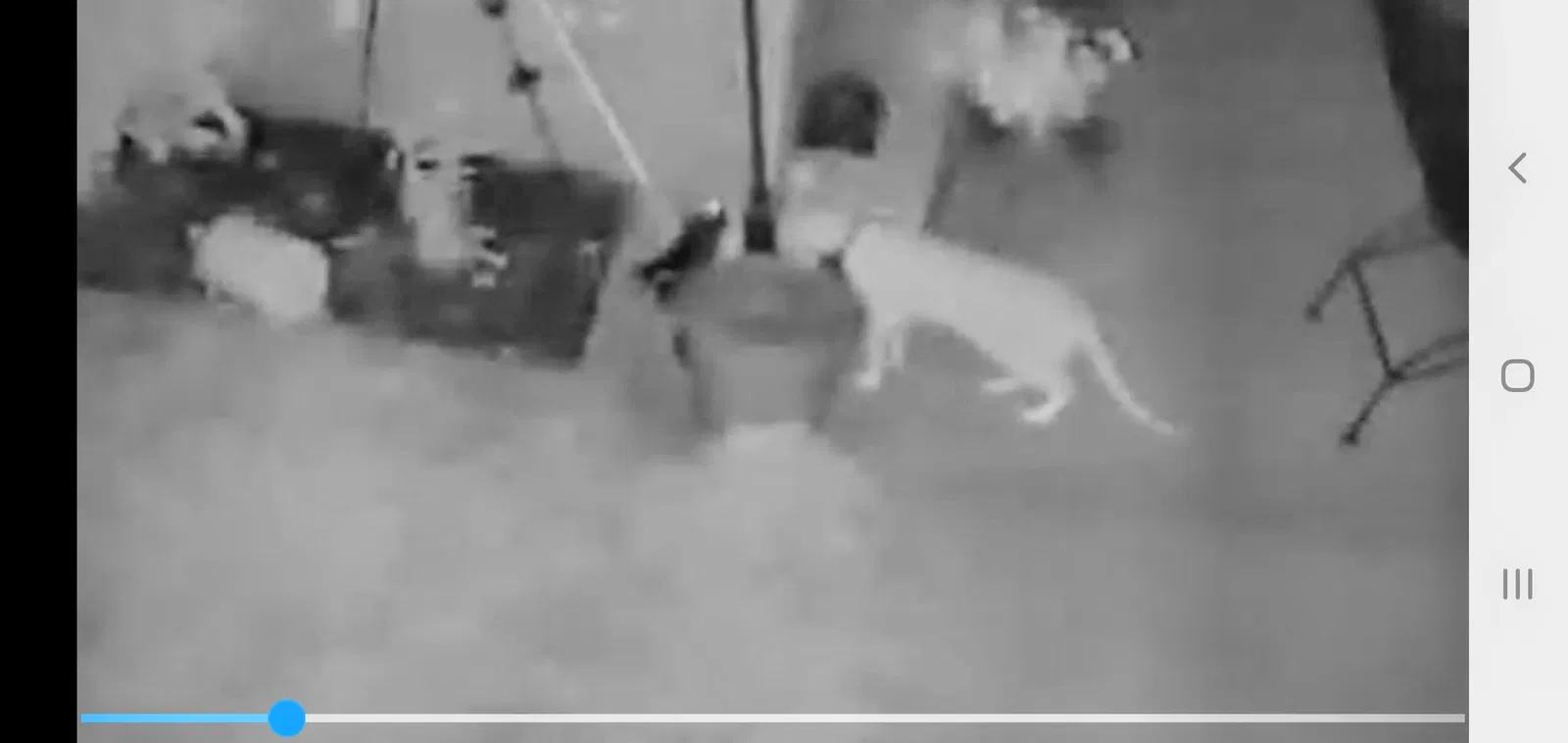 Found cat in Runnemede, NJ, 8078