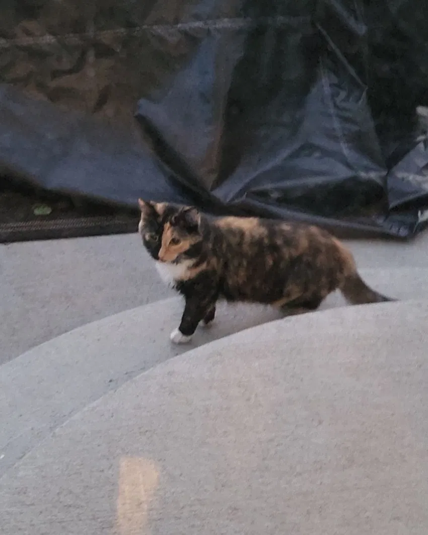 Lost cat in Castle Rock, CO, 80104