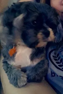 Lost dog in Garland, TX, 75042