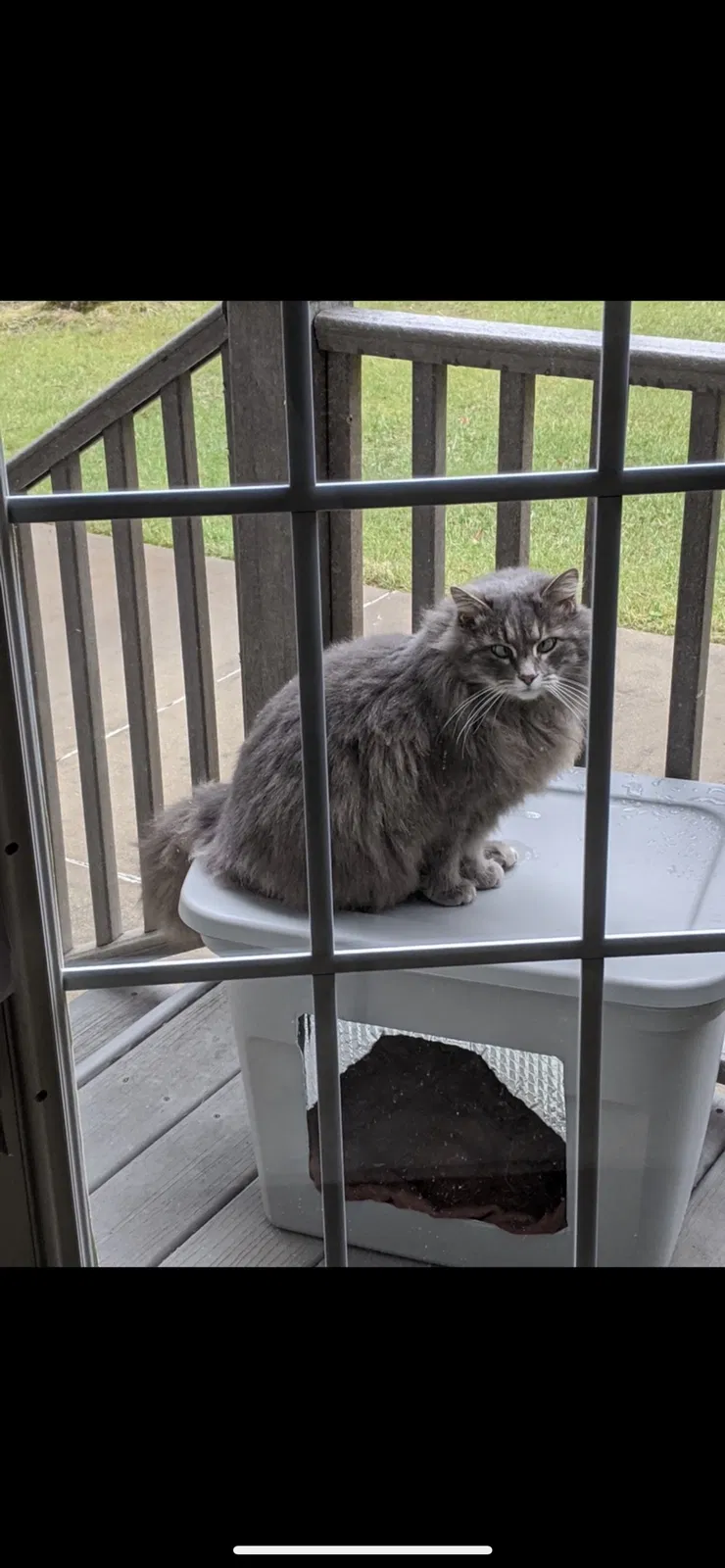 Lost cat in Ravenna, OH, 44266