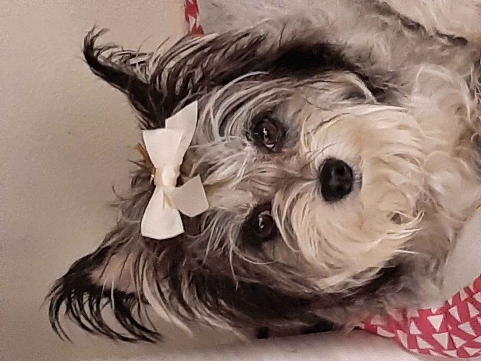 Lost dog in San Francisco, CA, 94121