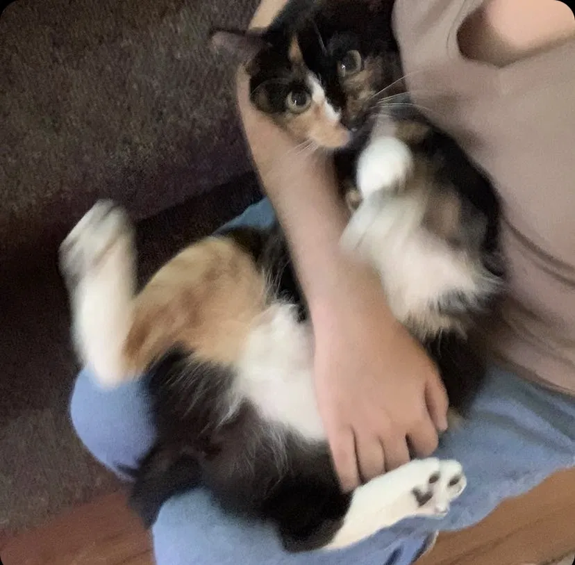 Lost cat in Portland, OR, 97203