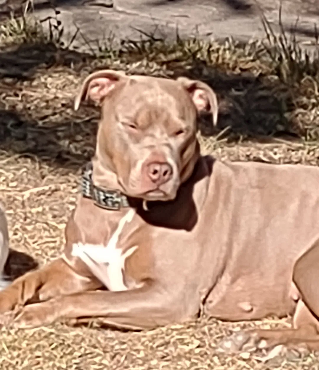 Lost dog in Ogden, UT, 84403
