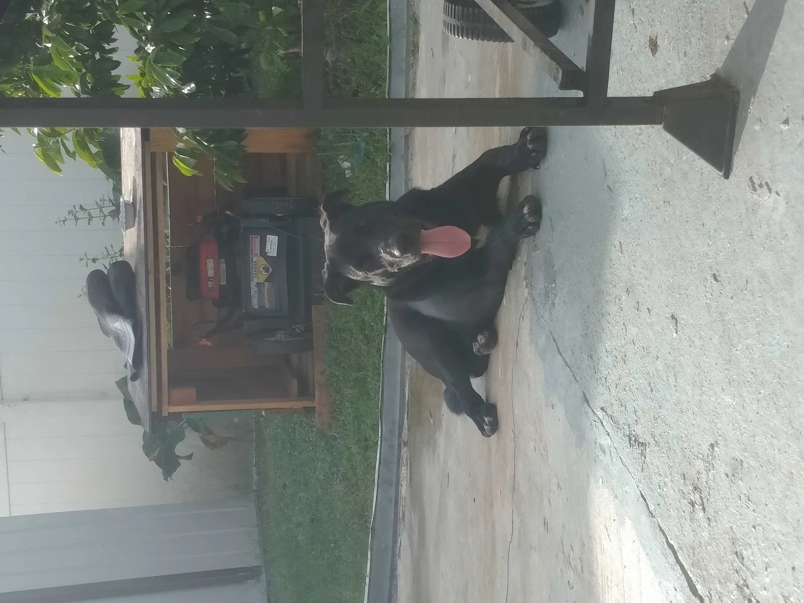 Lost dog in Kissimmee, FL, 34759