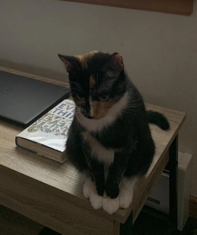Lost cat in Portland, OR, 97203