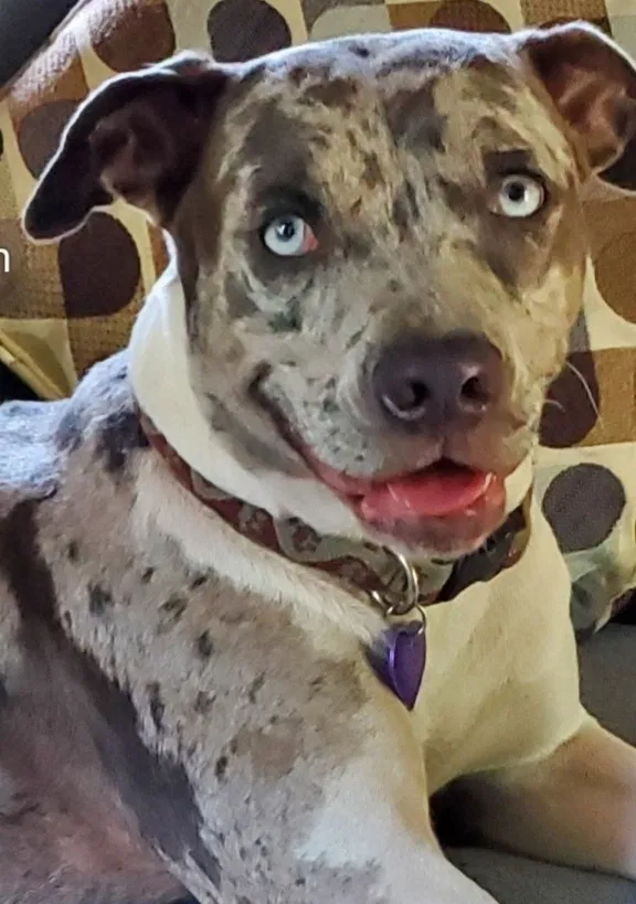 Lost dog in Hana, HI, 96713