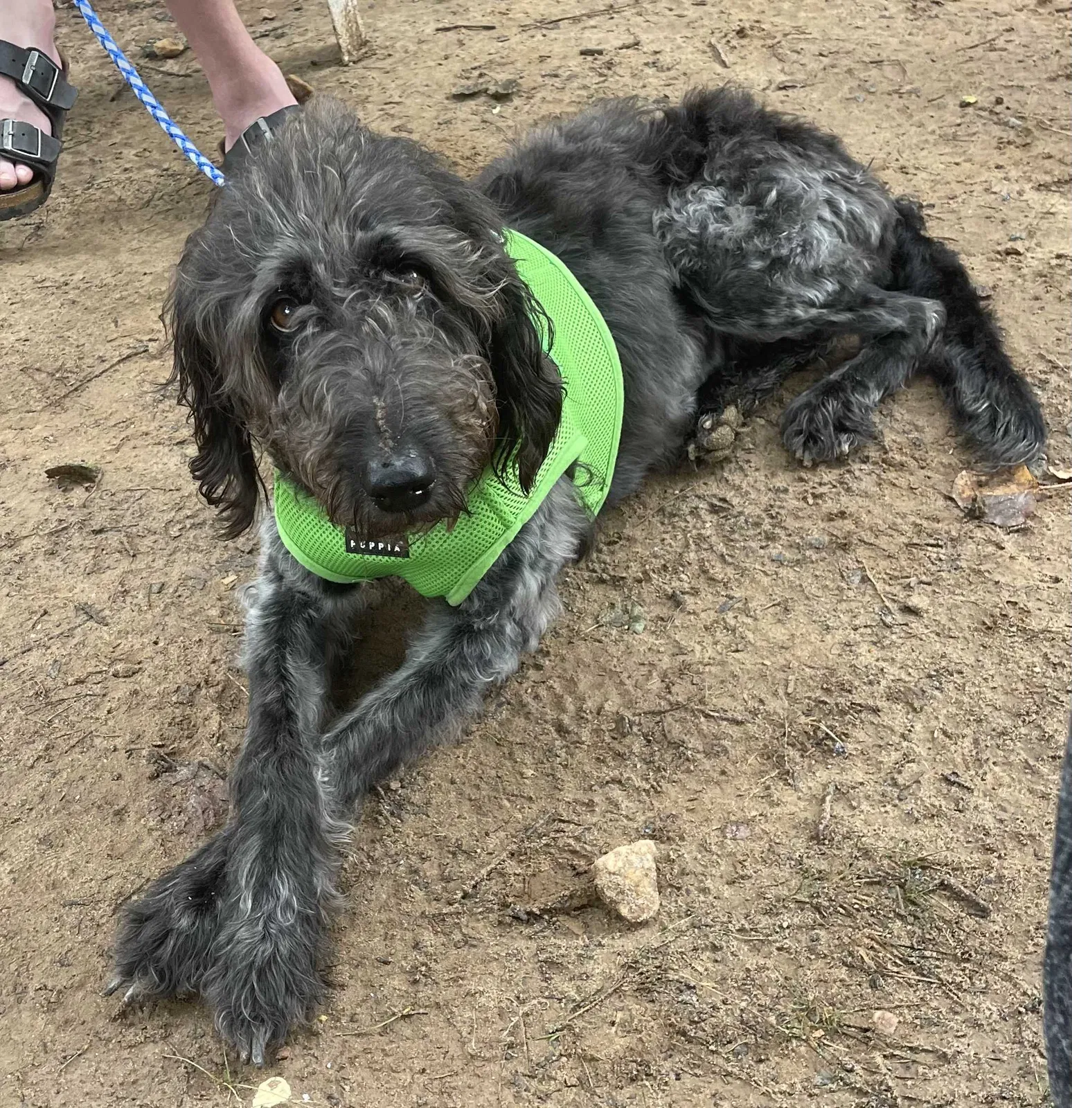 Lost dog in Marietta, GA, 30008
