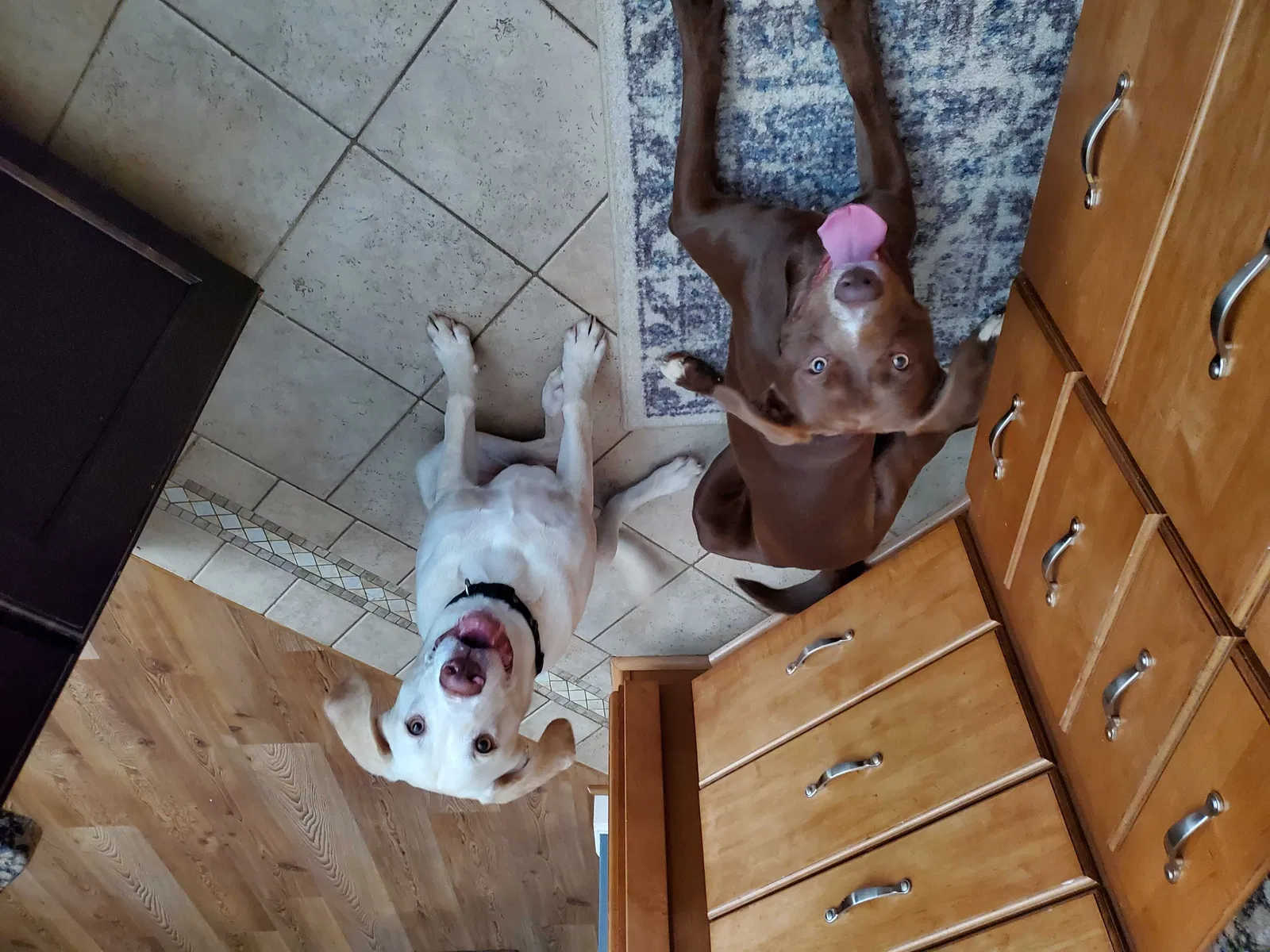 Lost dog in Rural Hall, NC, 27045