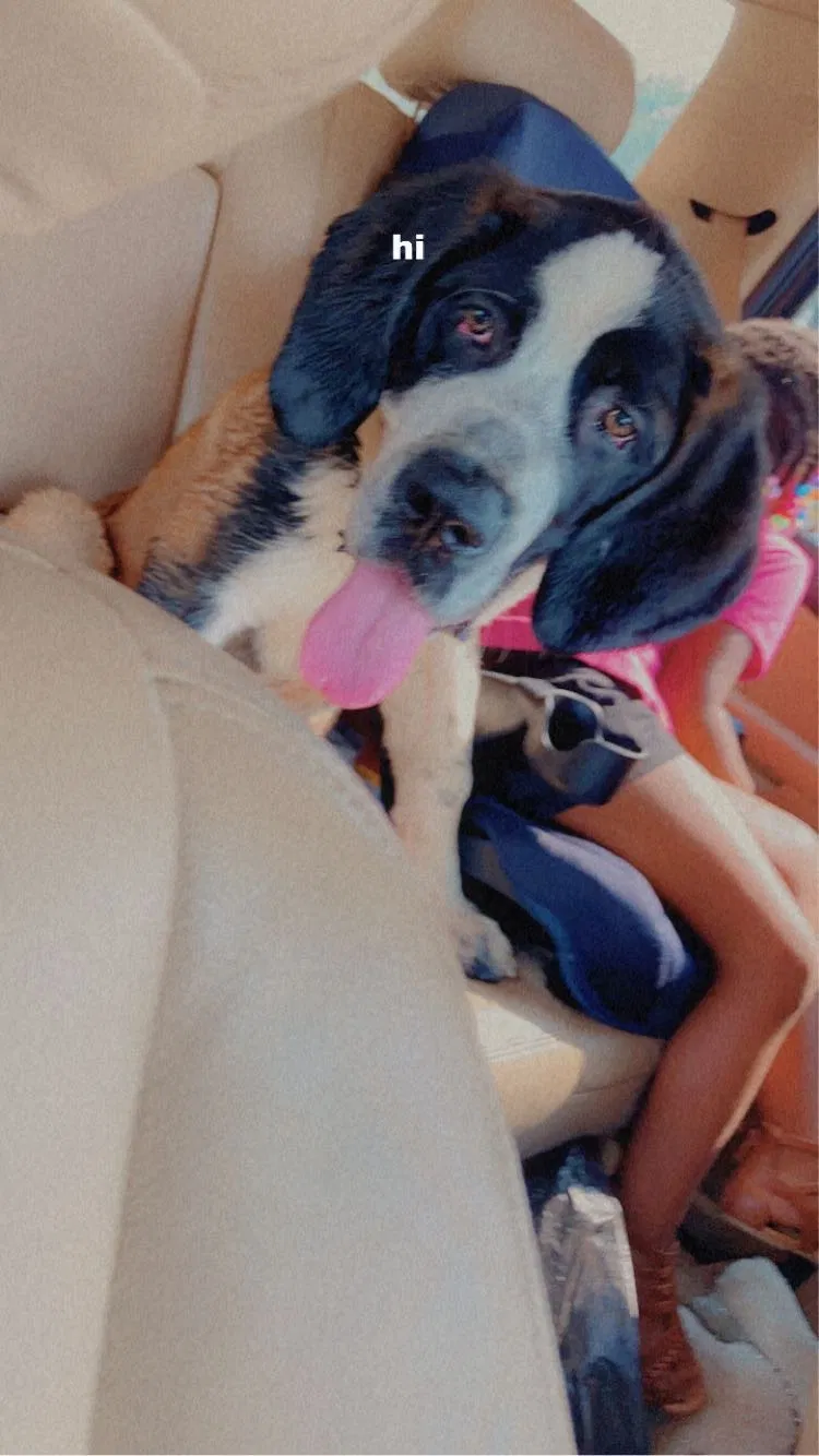 Lost dog in Rockford, IL, 61104