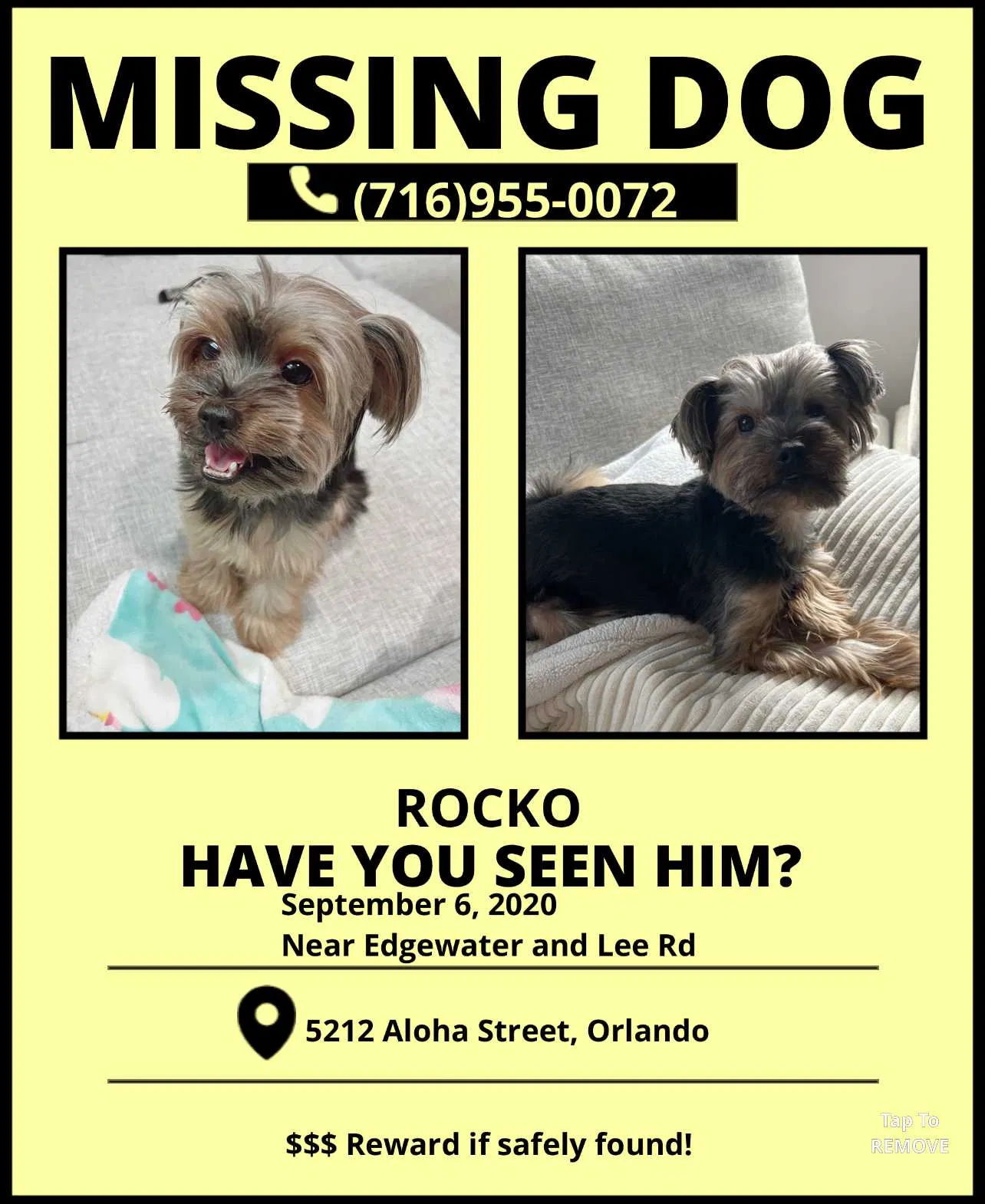 Lost dog in Orlando, FL, 32810