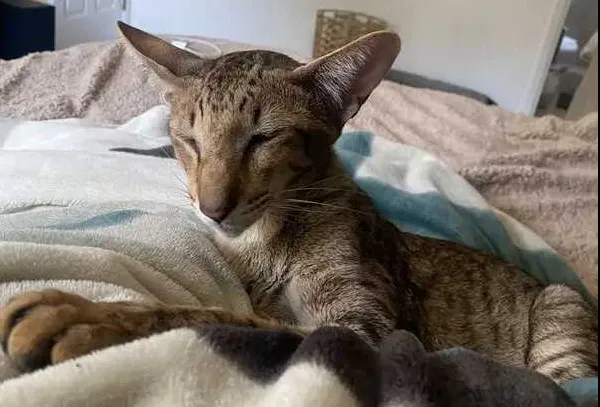 Lost cat in Daly City, CA, 94014