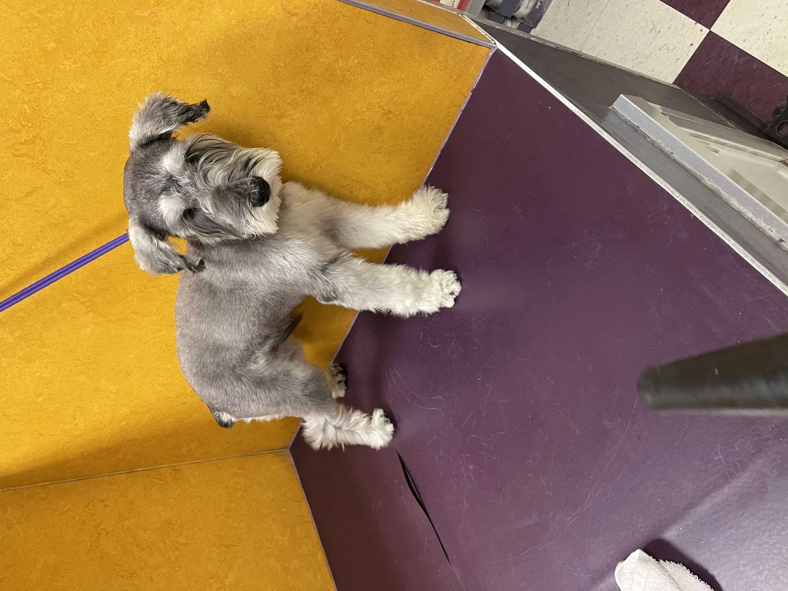 Lost dog in Phoenix, AZ, 85042