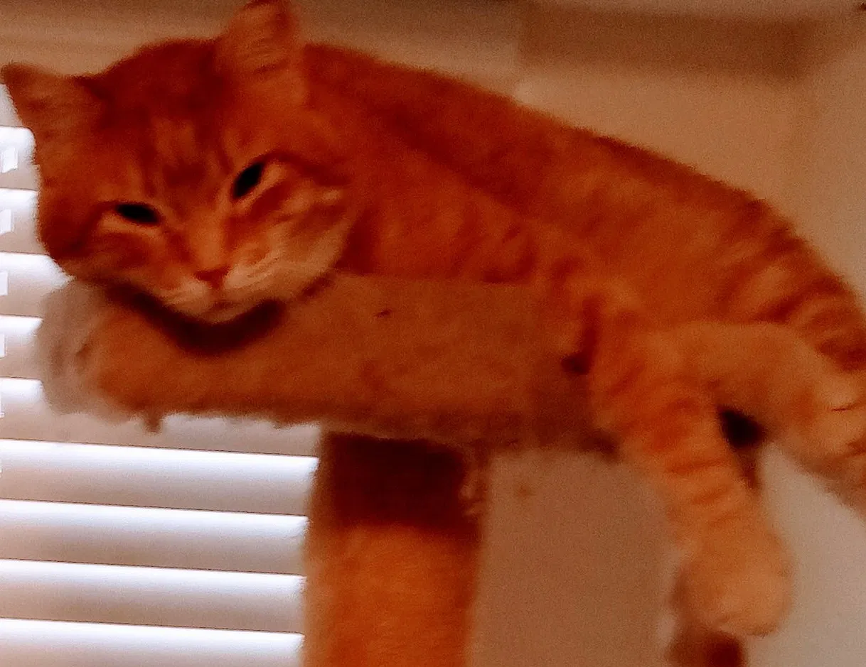 Lost cat in Denton, TX, 76208
