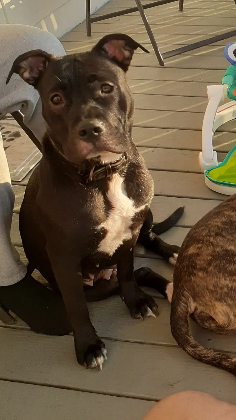 Lost dog in Latonia, KY, 41015