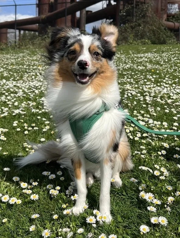 Lost dog in Boise, ID, 83702