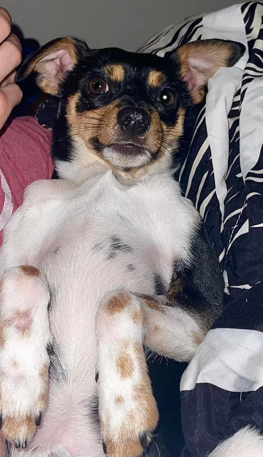 Lost dog in Berea, KY, 40403